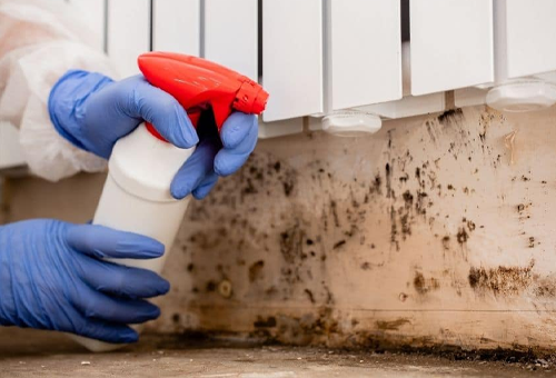Mold Remediation
